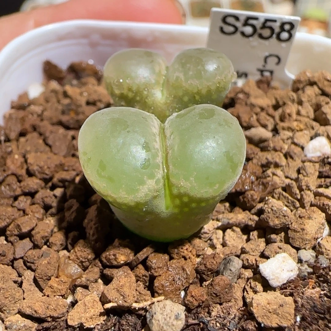 肉锥多肉植物组合-帕法德553