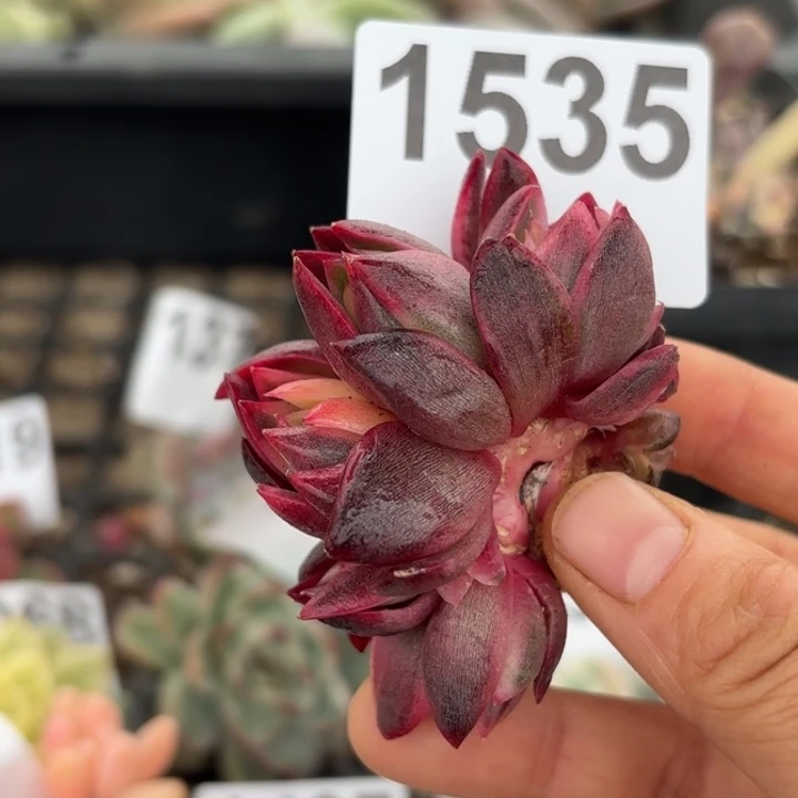 头盖锦满18包邮当场凑单凑不满发顺丰到付