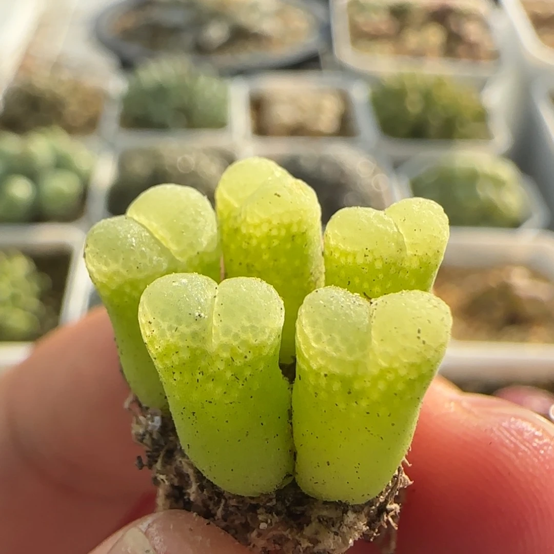 7424 大白多肉植物园