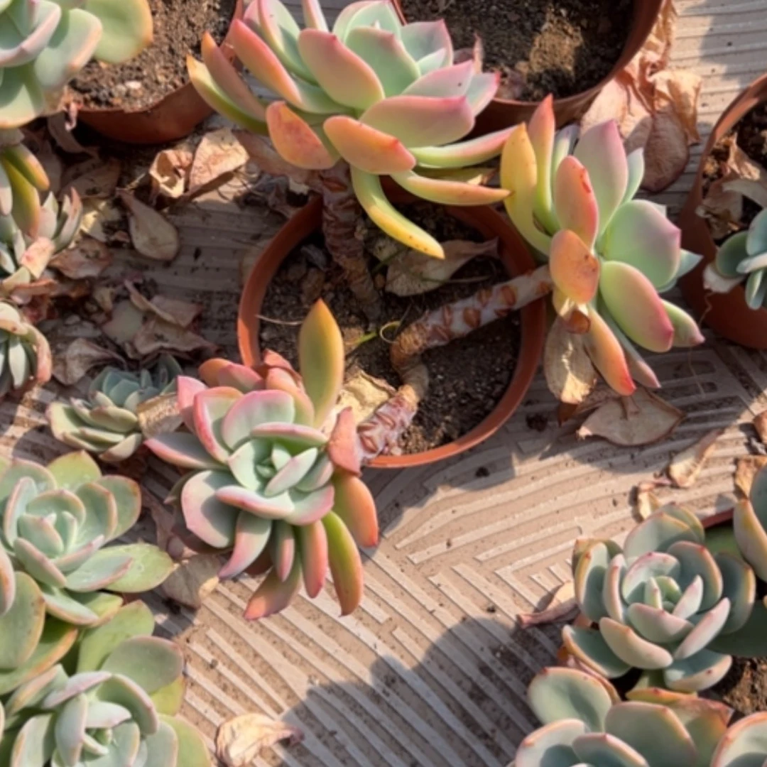 【闪购商品】蚂***影白凤