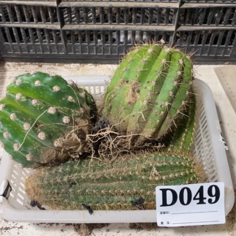 瑕疵种子苗毛花柱d 049