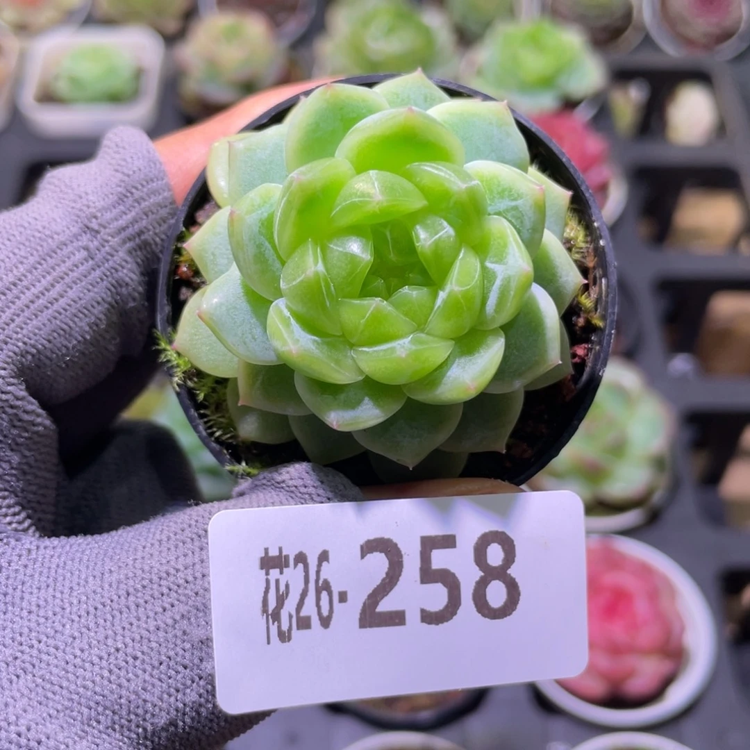 花利美26-258珍妮