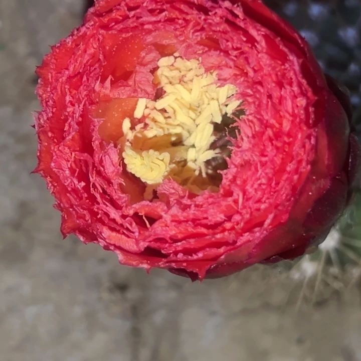 清清园艺根仙人球瑕疵