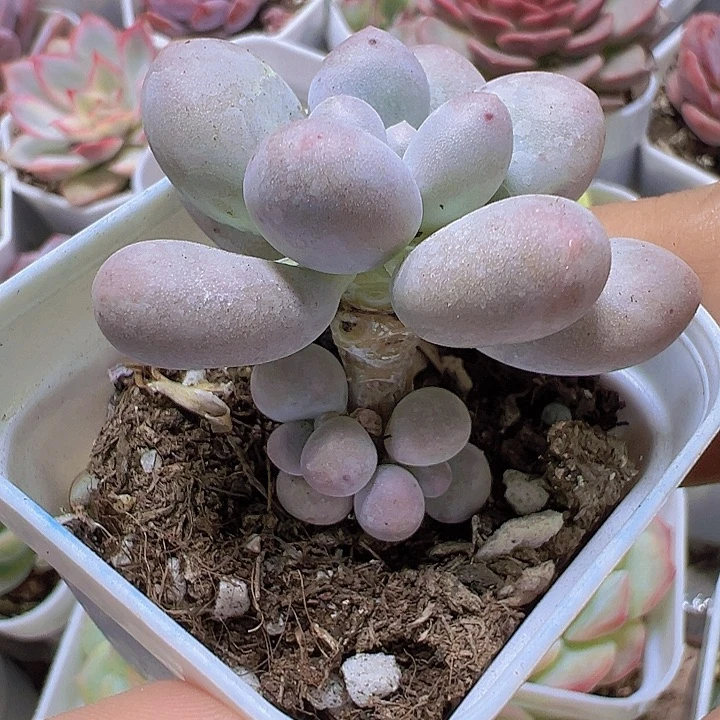 汤圆19包邮多肉植植物