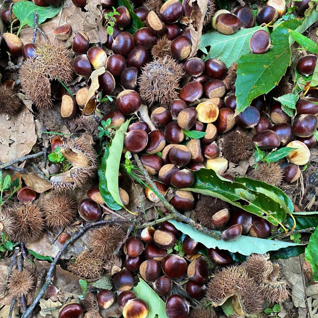 大凉山高山老树生板栗当季新鲜生板栗糖炒油炸做菜炖汤