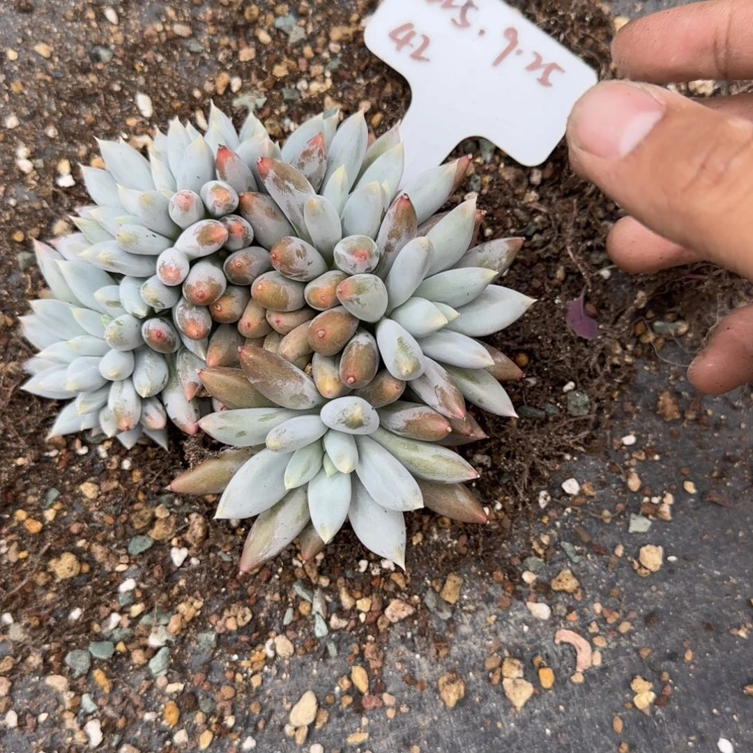一物一拍胸花哥特缀42
