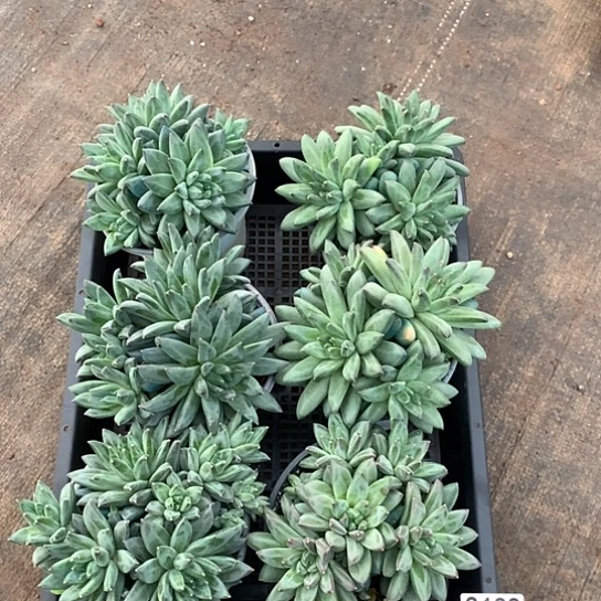 美人一组不包损188 全场默认微瑕7-8天发货