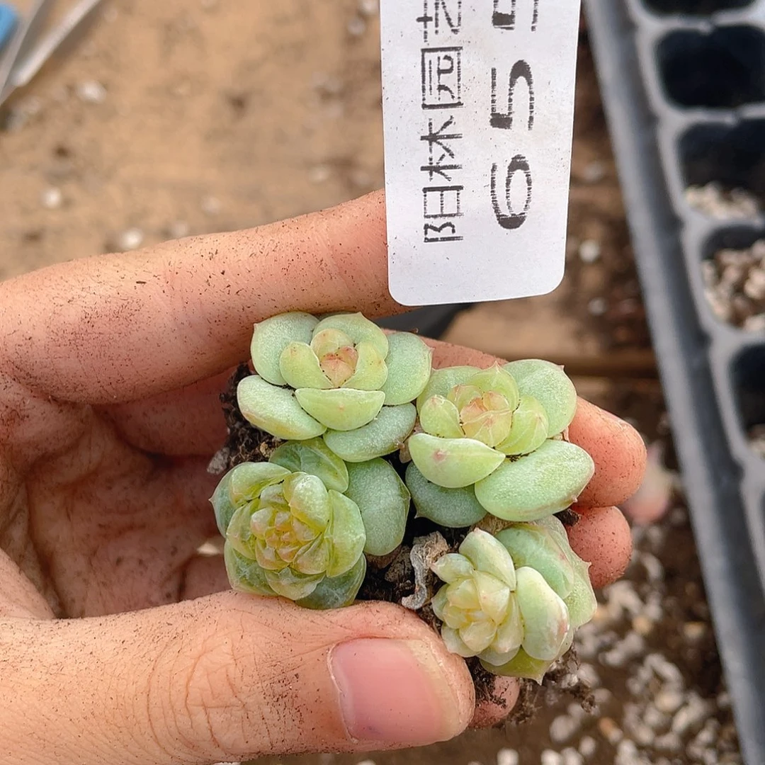多肉植物多肉植物655