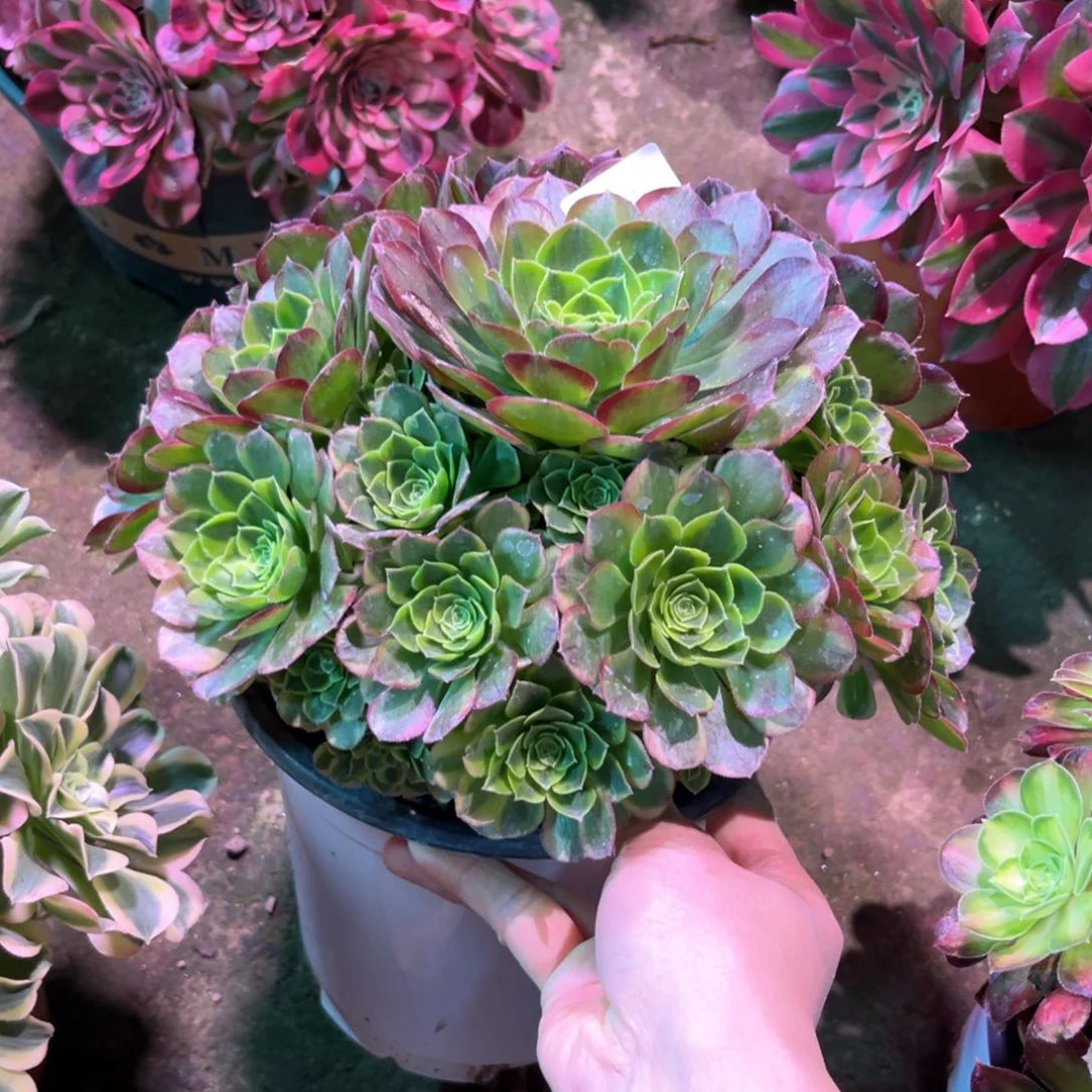 多肉植物奶白597