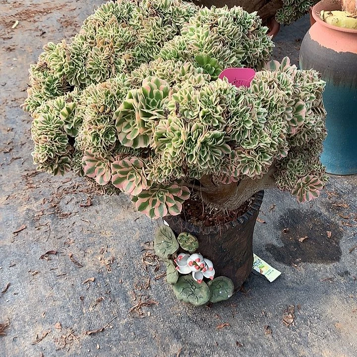 元***子女巫朵朵寄养不发货