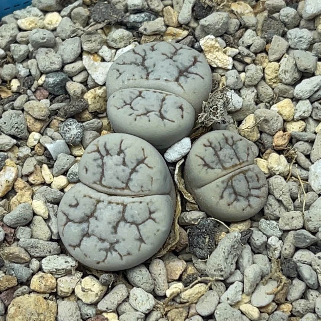 4112双头云映一颗