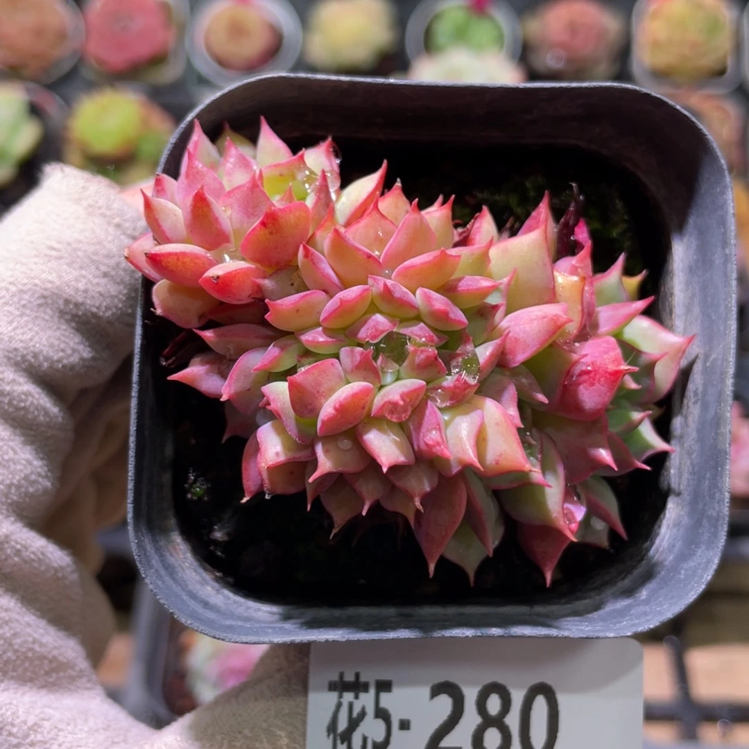 花利美5-280新品缀化