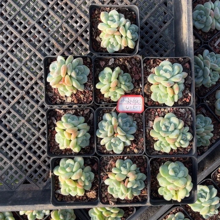 小***咪冰玉多肉七方盆一组