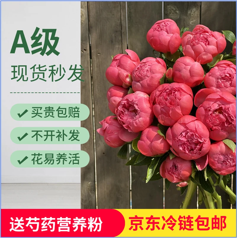 【现货-珊瑚魅力】进口芍药鲜花 芍药鲜切花 山东基地直发