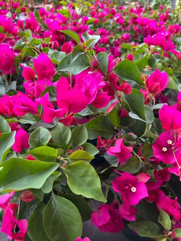 【勤花组合】运输掉花掉叶属正常掉花落叶不售后，介意勿拍