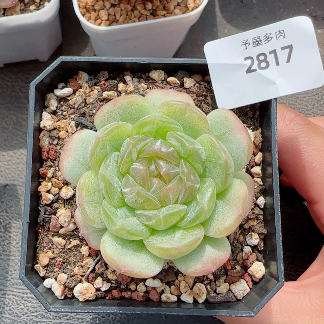 白恋，2817多肉植物