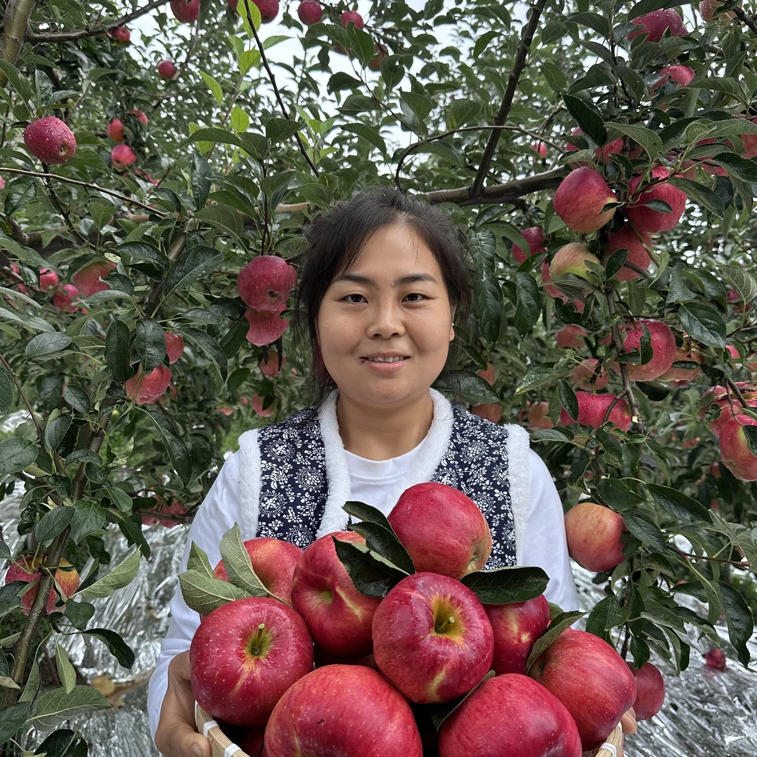 正宗云南昭通高海拔早熟脆甜红露丑苹果纯甜无酸现摘现发
