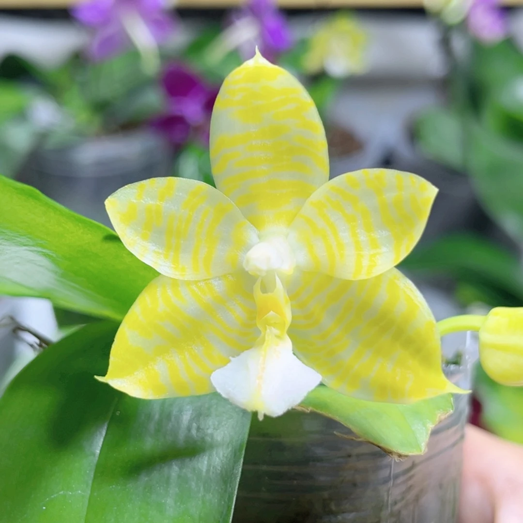 完全开放2.5寸林登戒指开花株