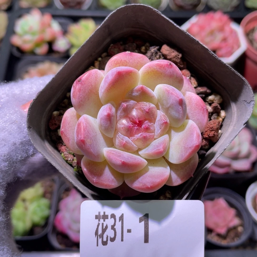 花利美31-1秘境冰魄