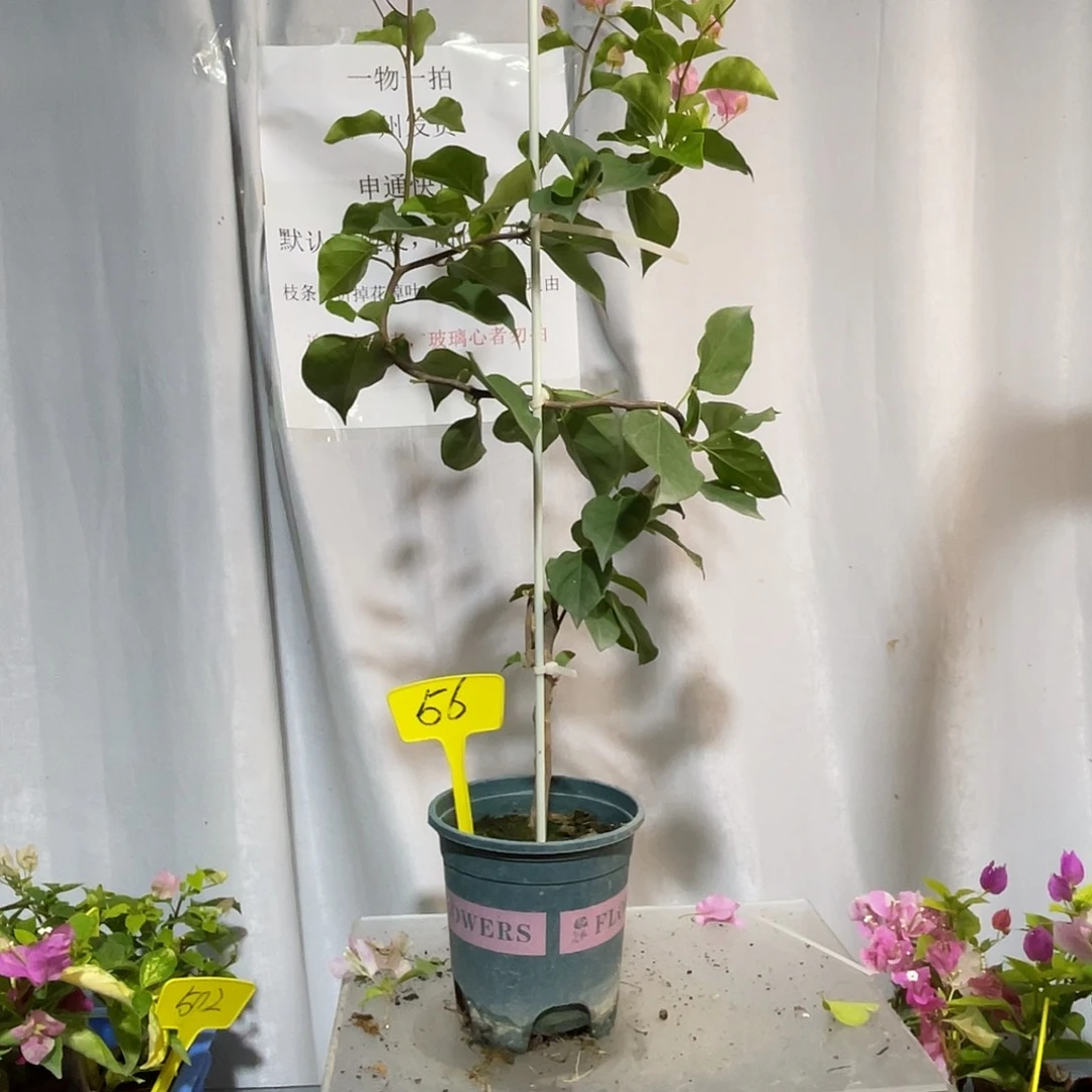 当前无花栽培后可以开花56红粉佳人小高飘