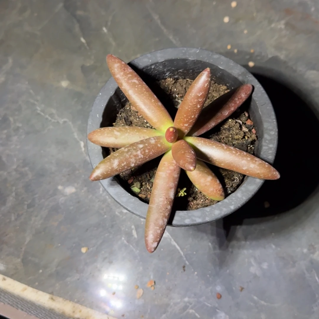 椰子树 单头 一物一拍