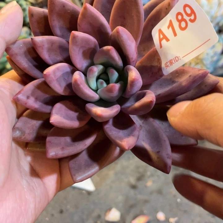 189 满20包邮脱土发货
