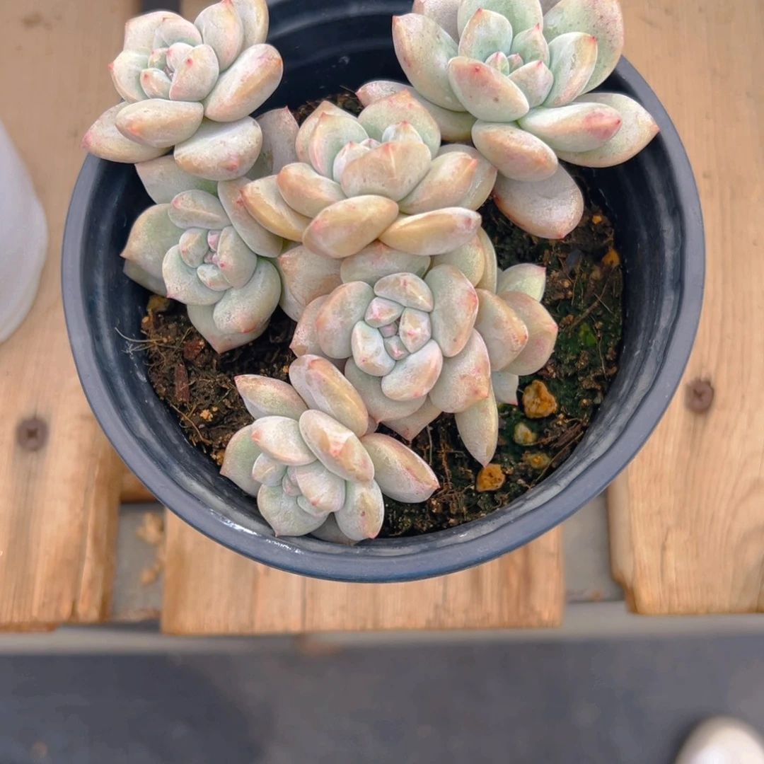 新年快乐 新年快乐