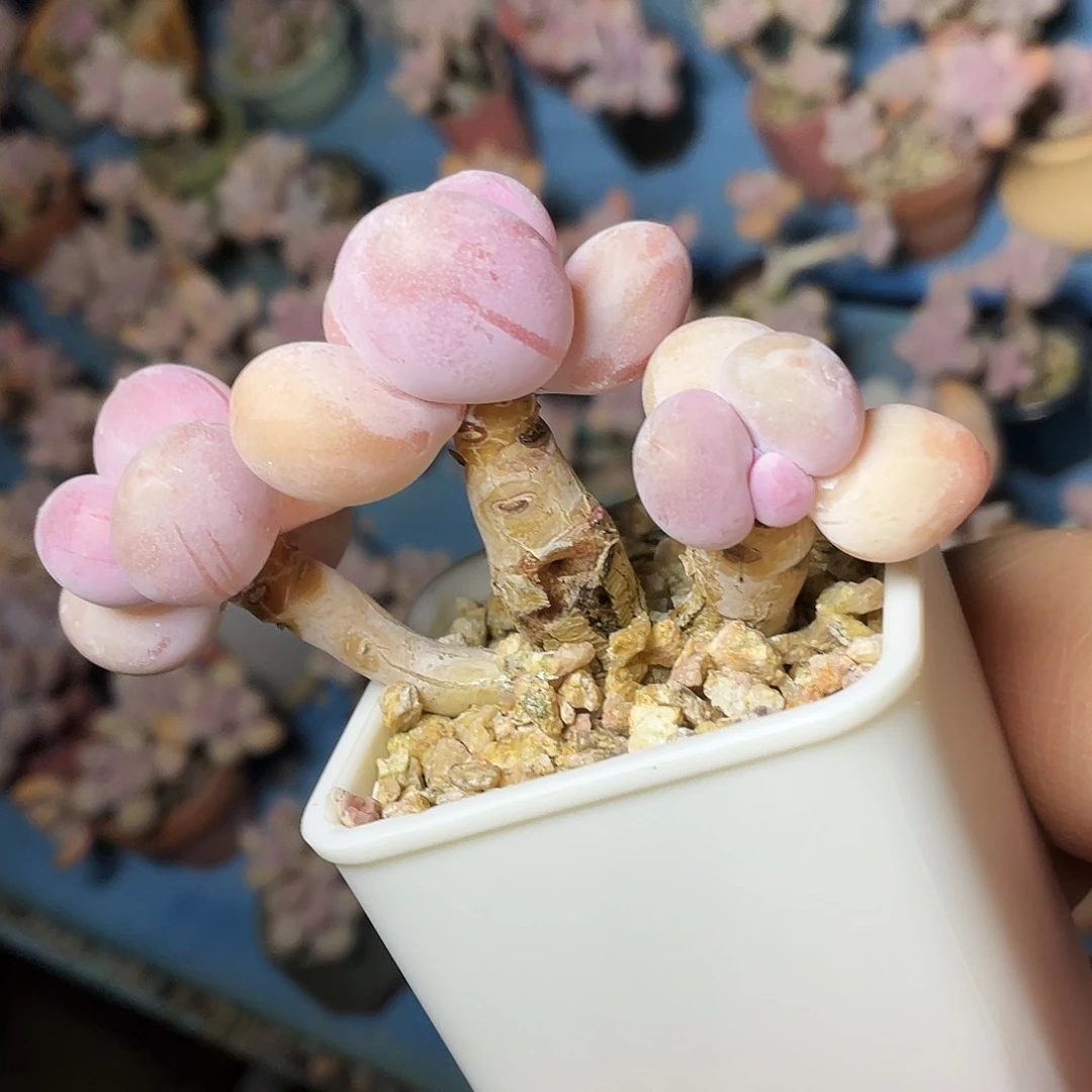 g****a多肉植物的生长发育与生长