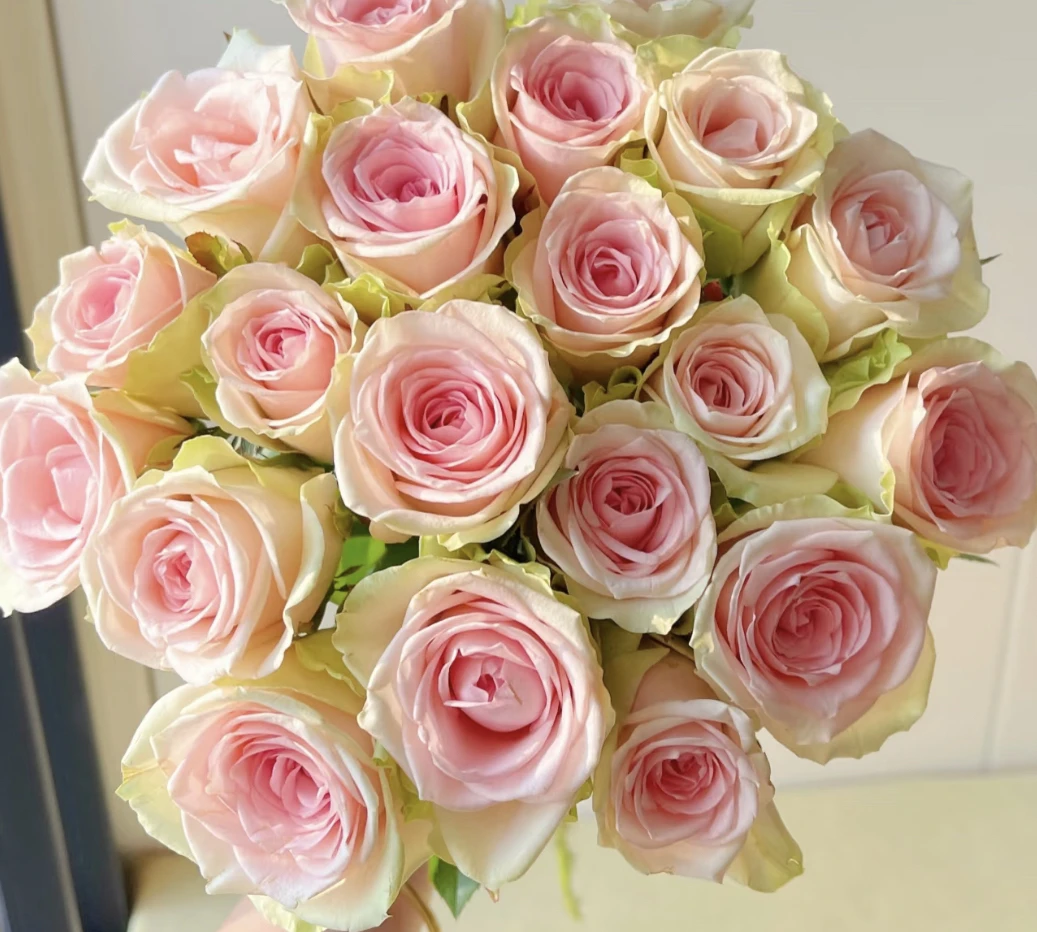 （曼）维特拉15支+5支防损 鲜花任意两单包邮