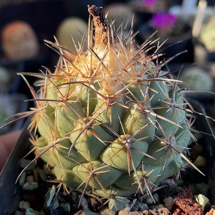 枪骑士实生仙人球裸根发货