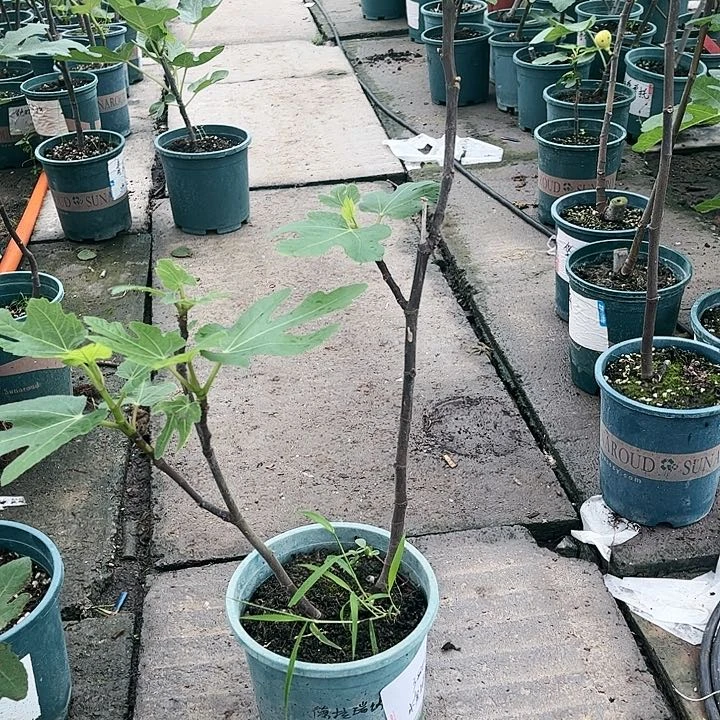 无花朵直播间一物一拍德拉瑞娜