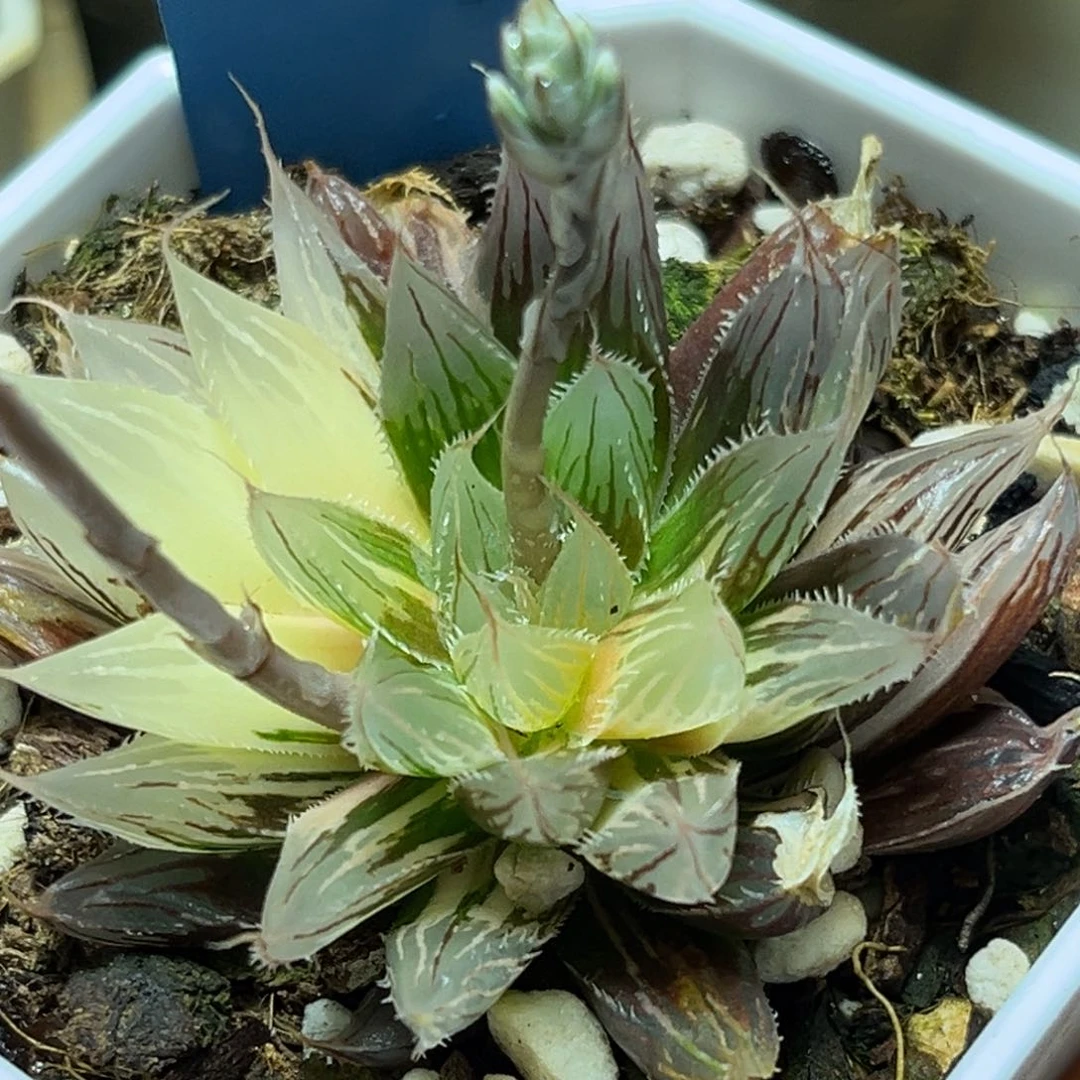 恭喜发财大吉大利986