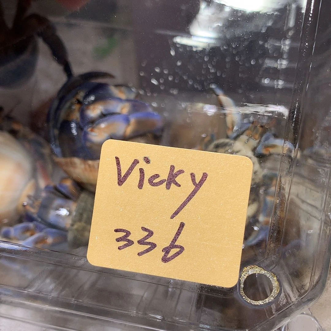 vicky专拍奔跑的寄居蟹