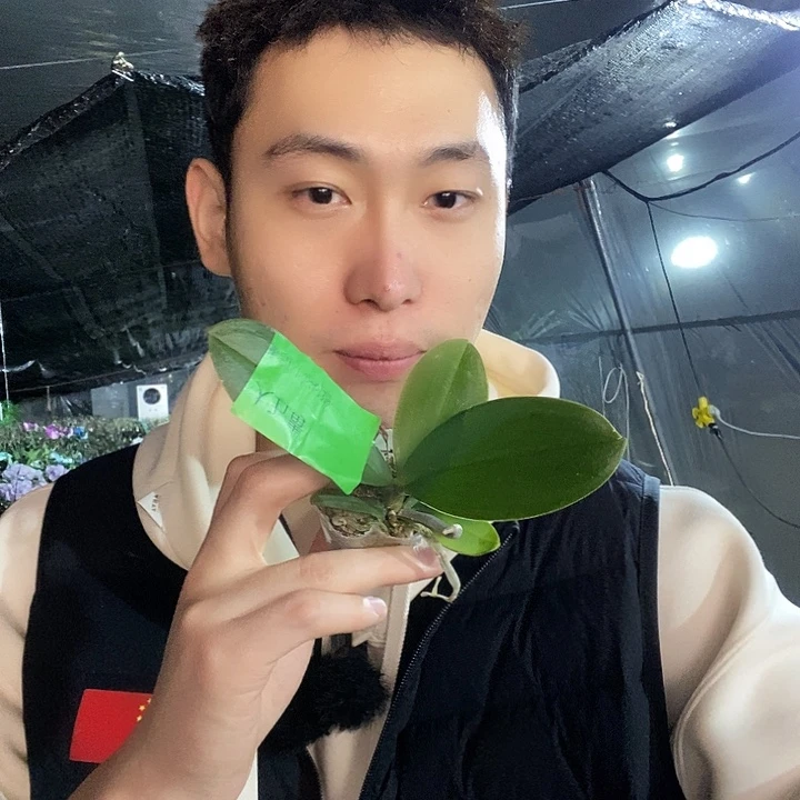 无花朵巫毒娃娃蝴蝶兰