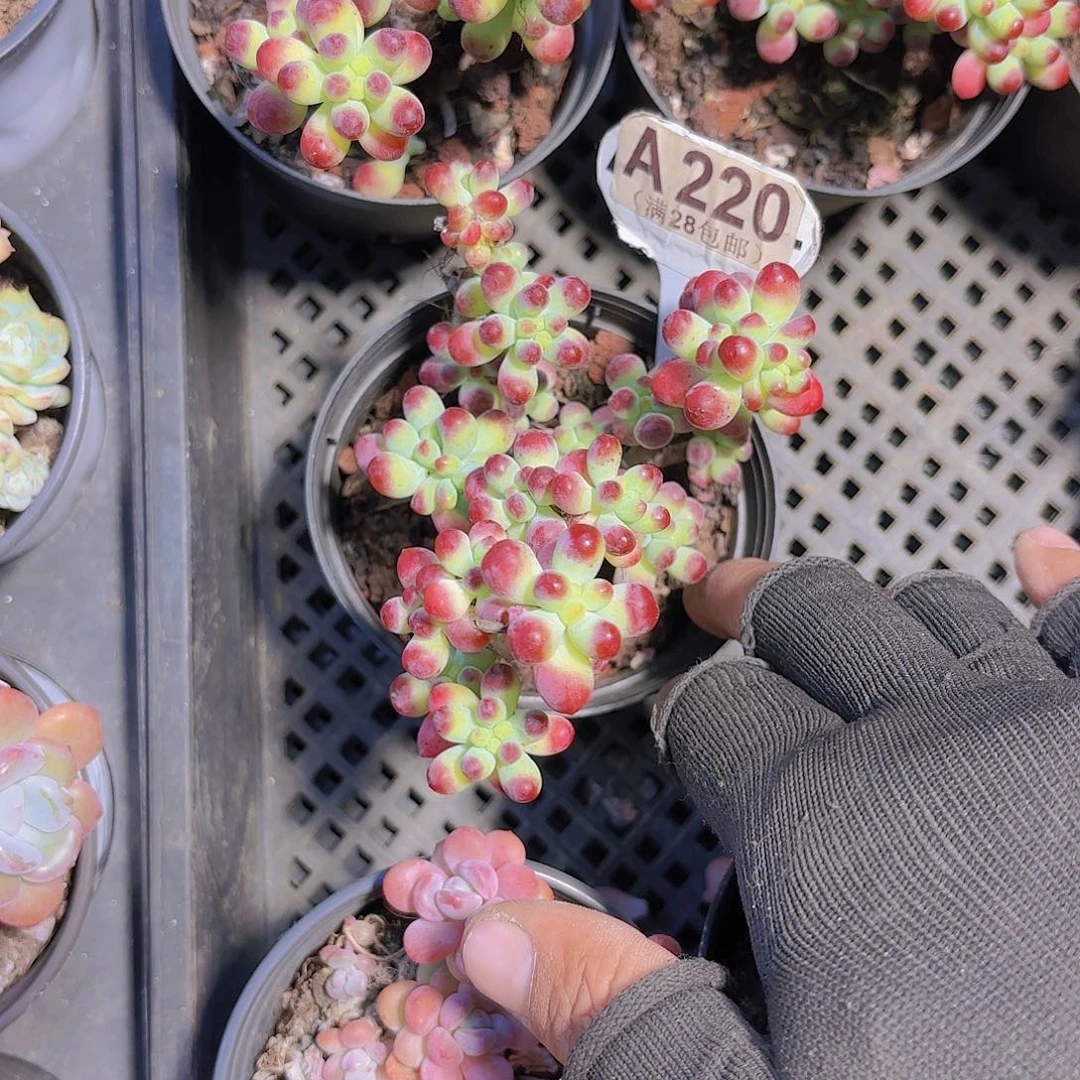 A220乙女心一物一拍