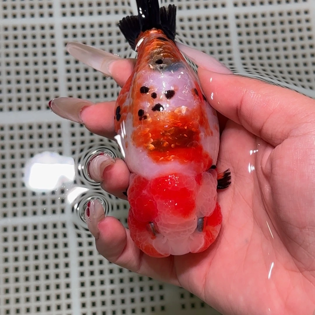 爱***你金鱼拍包装包邮不拍包装运费到付