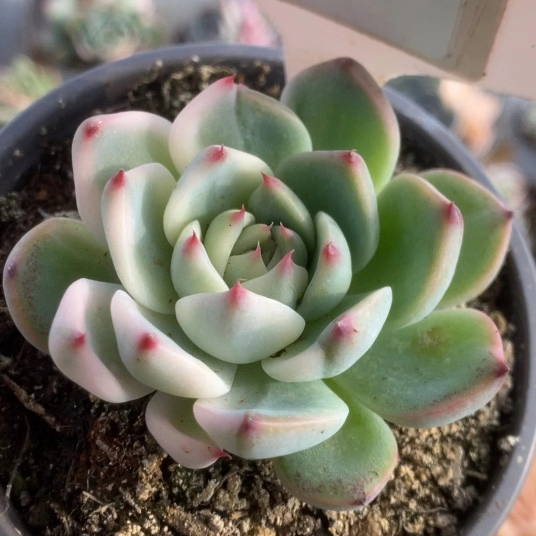 577吉娃娃锦锦锦锦锦