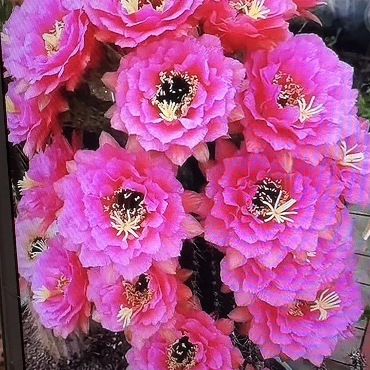音符侧芽5公分左右毛花柱（20包邮）