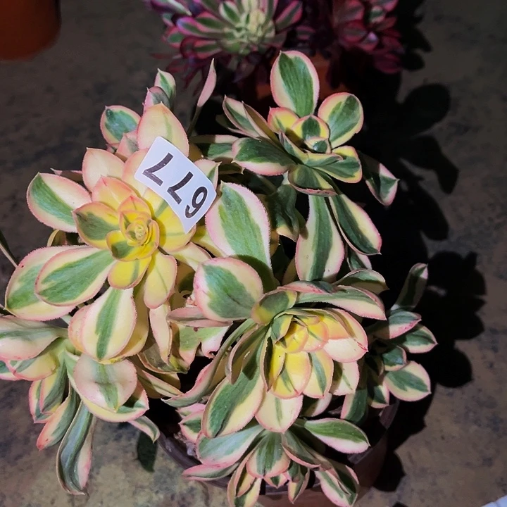 677燕姿超白多肉植物处理不售后砍头丛林