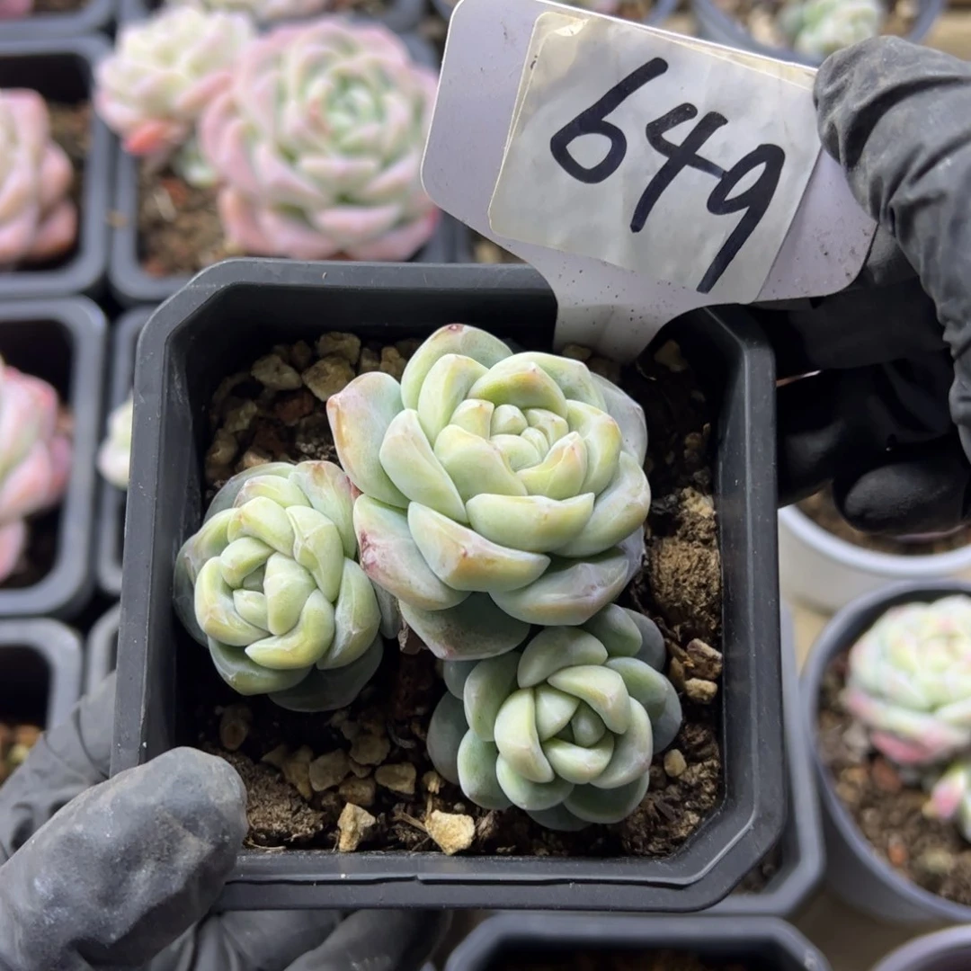 红陶碳*怪649号多肉植物