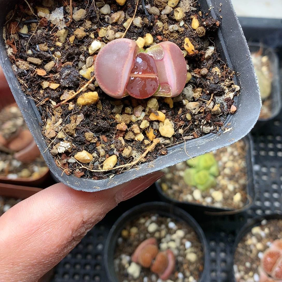 B58多肉植物保护研究所