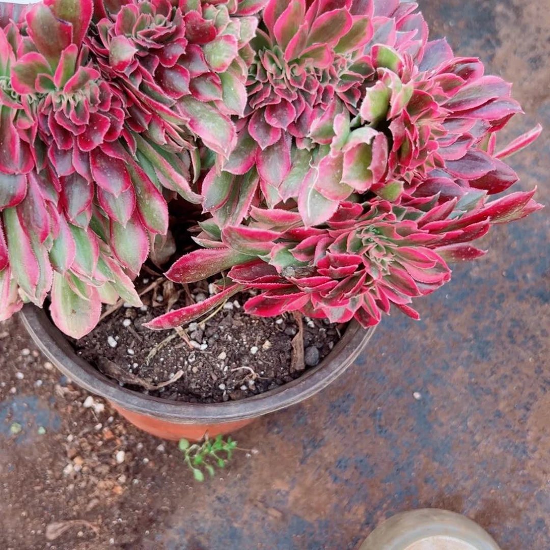 我3557 号多肉法师新年福利