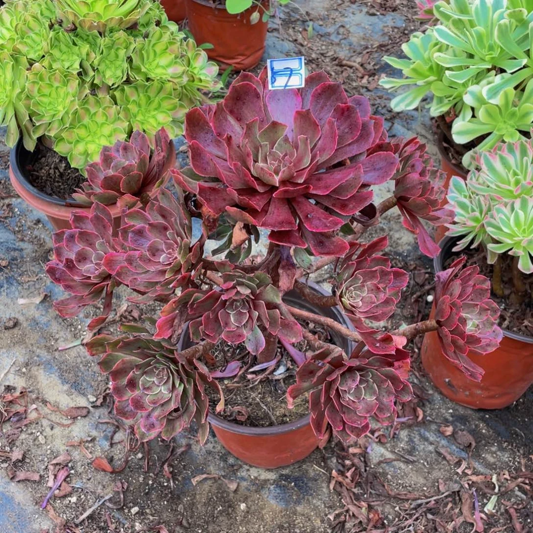嫣***笑57鲜花老桩毒药57鲜花