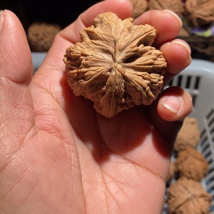 缕***了核桃白狮子角尺寸47黄尖