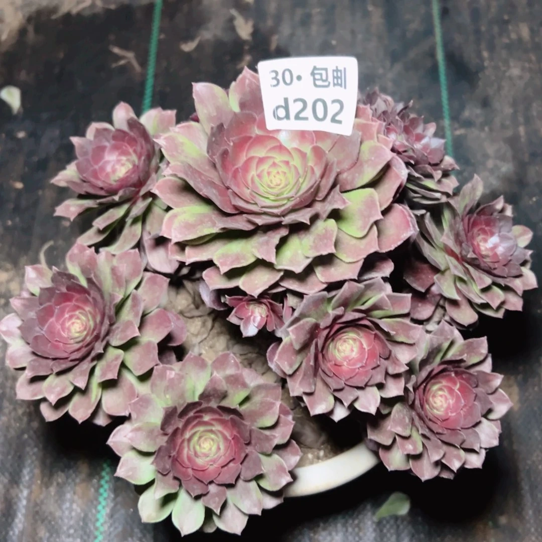 202 红魔多肉法师