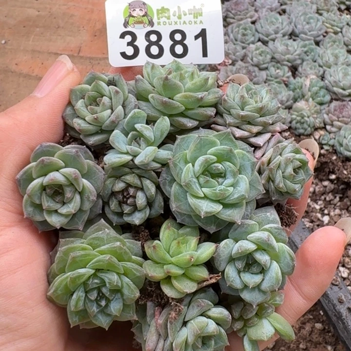 无花朵多肉植物多肉植物