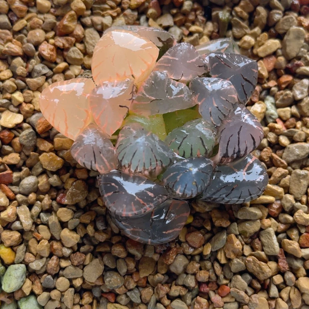 20.十二卷孔明灯玉露锦。