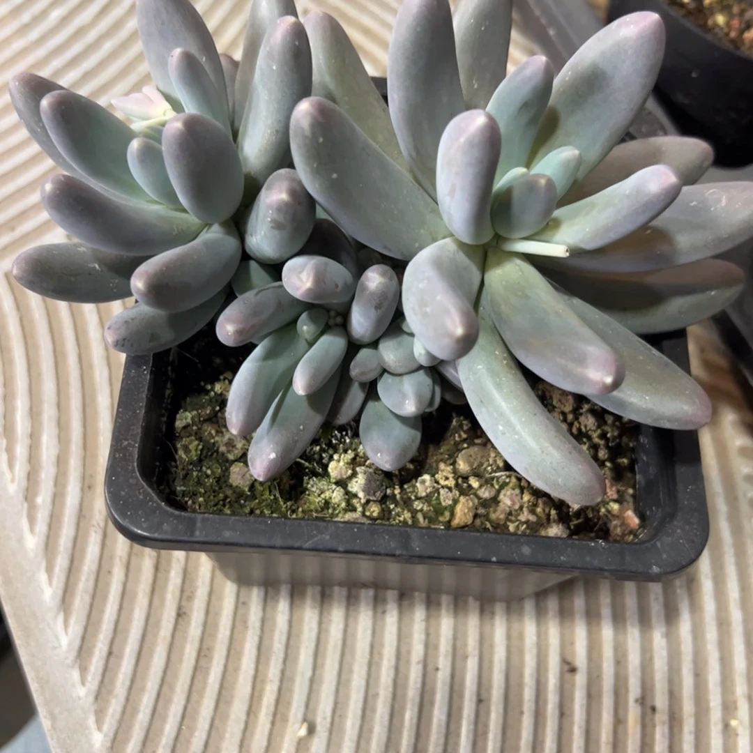 子*多肉植物多肉植物