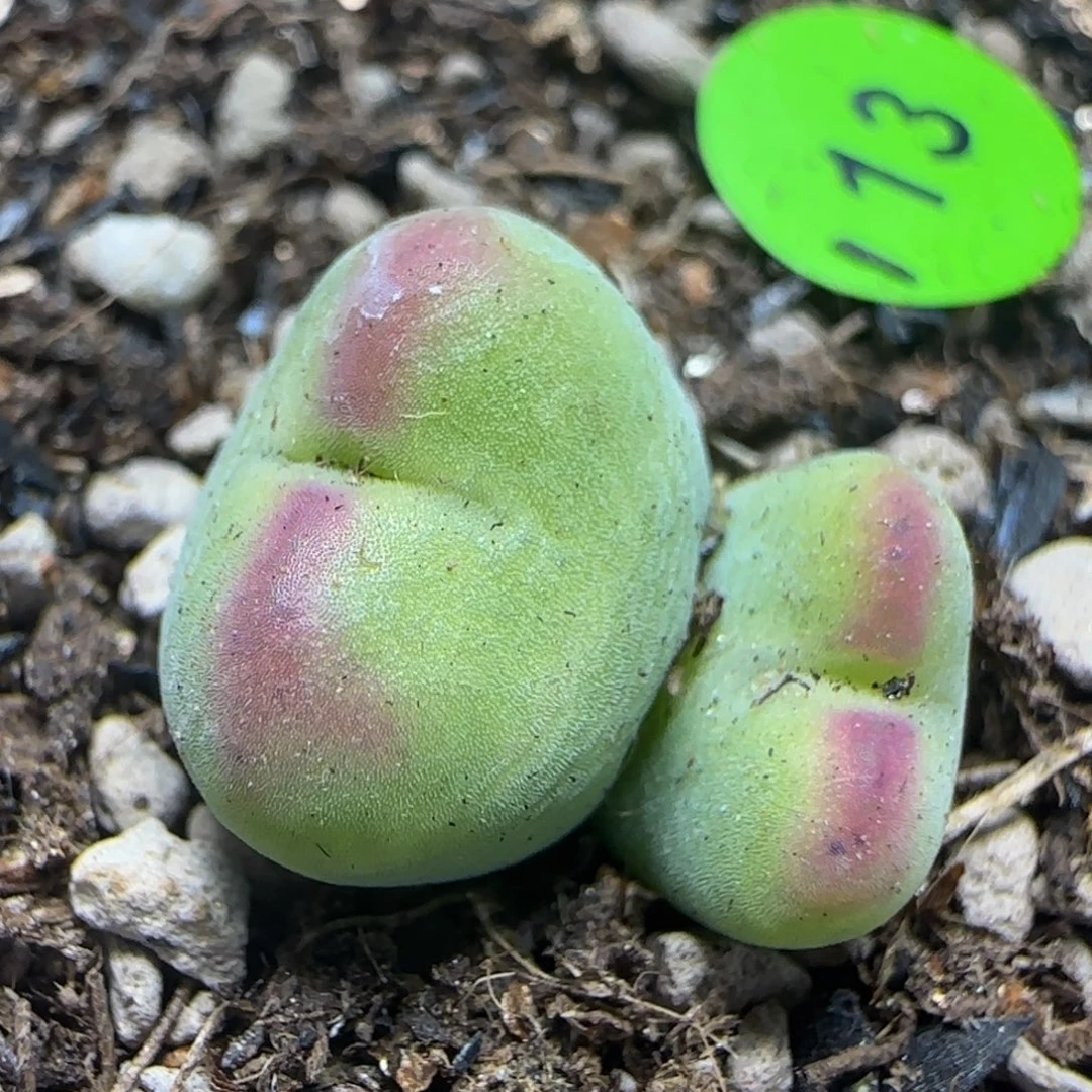 将杂漂亮多肉植物13