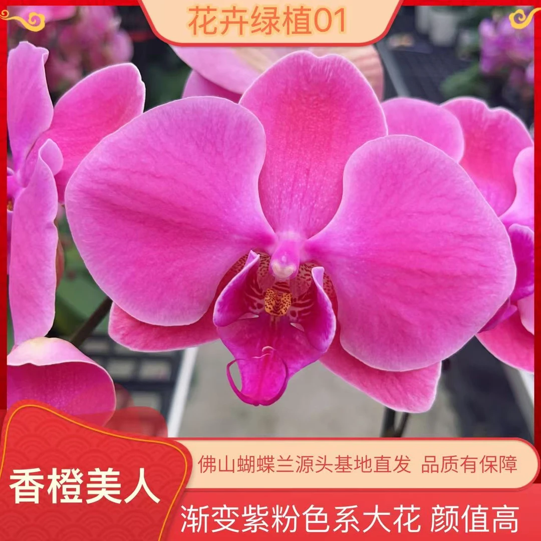 【香橙美人01】精美蝴蝶兰室内花卉